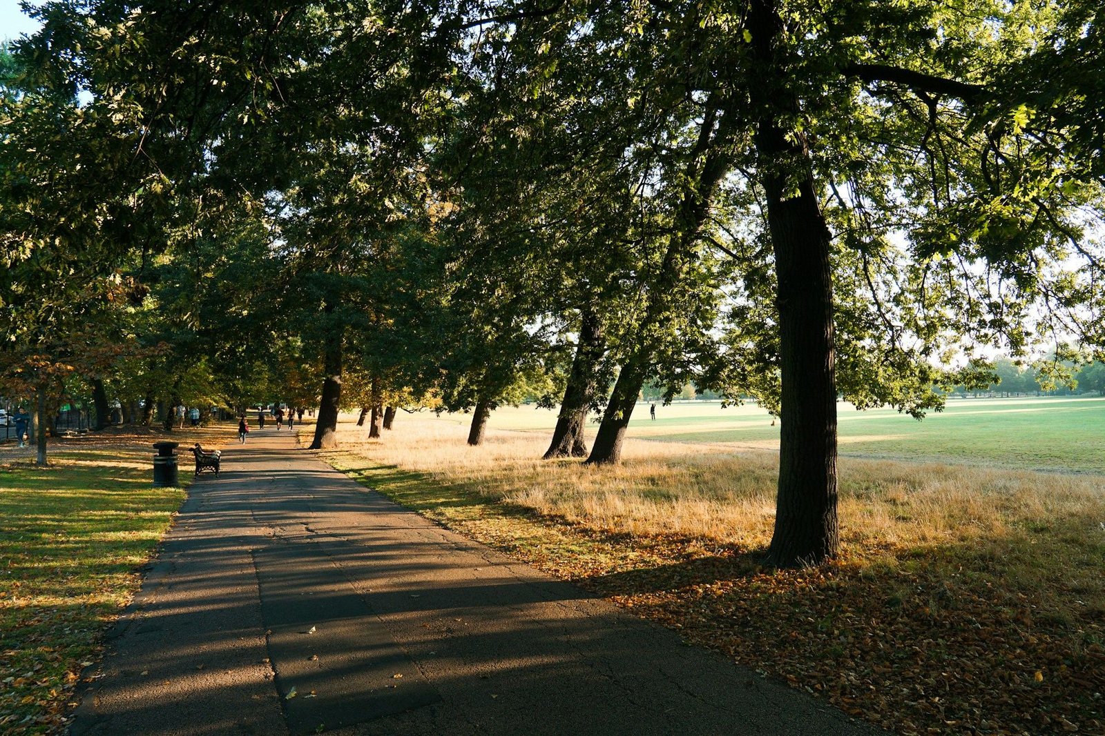 Tree-shaded path across a park in late-afternoon sun