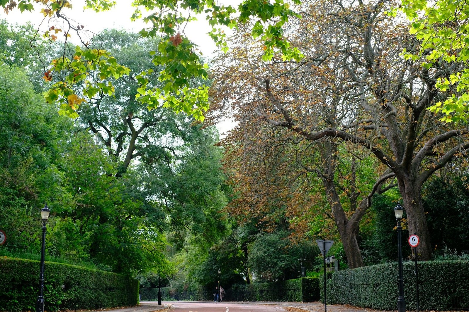 Leafy residential street lined with tall trees