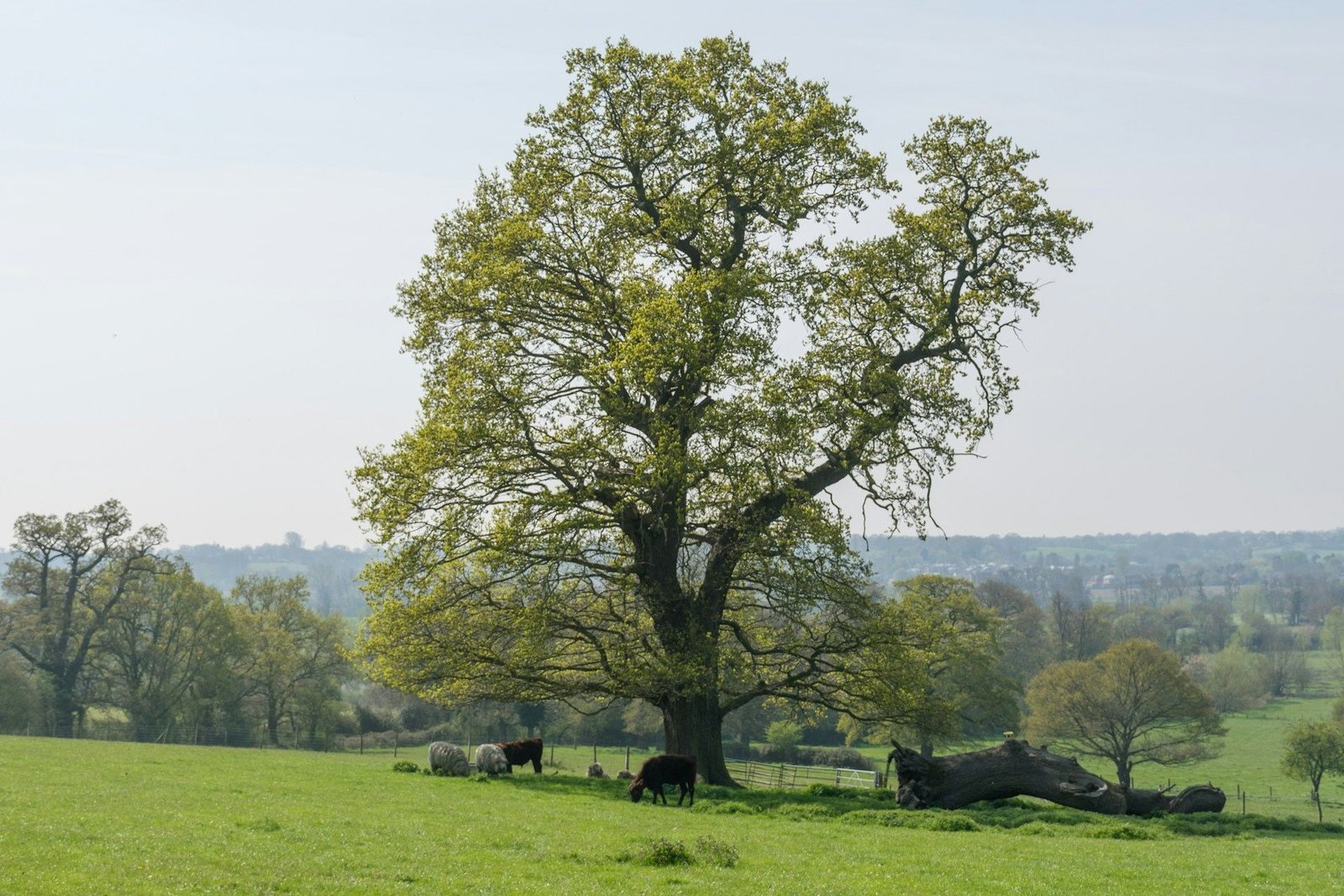 Large oak tree in a green field with grazing cattle