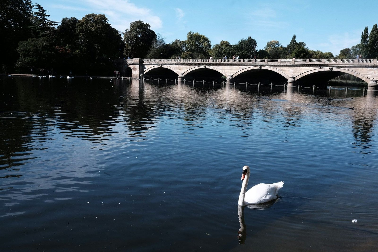 Swan on the Serpentine with a stone bridge behind