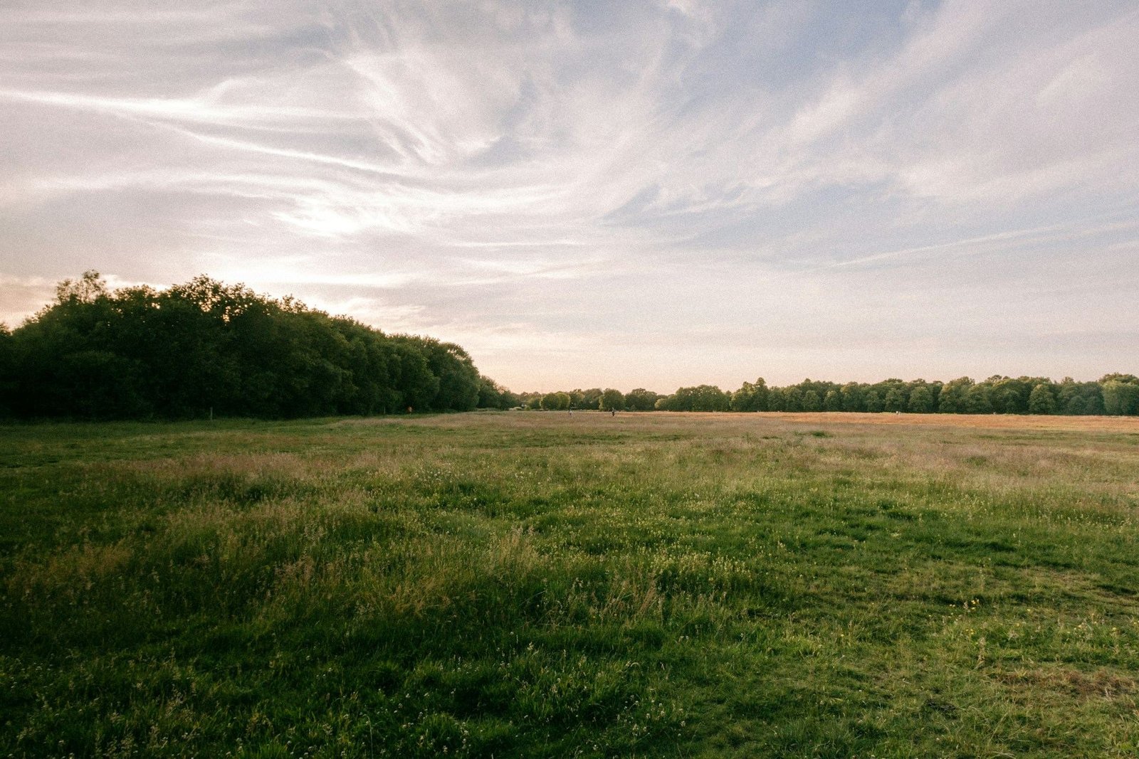 Open grassland under an evening sky