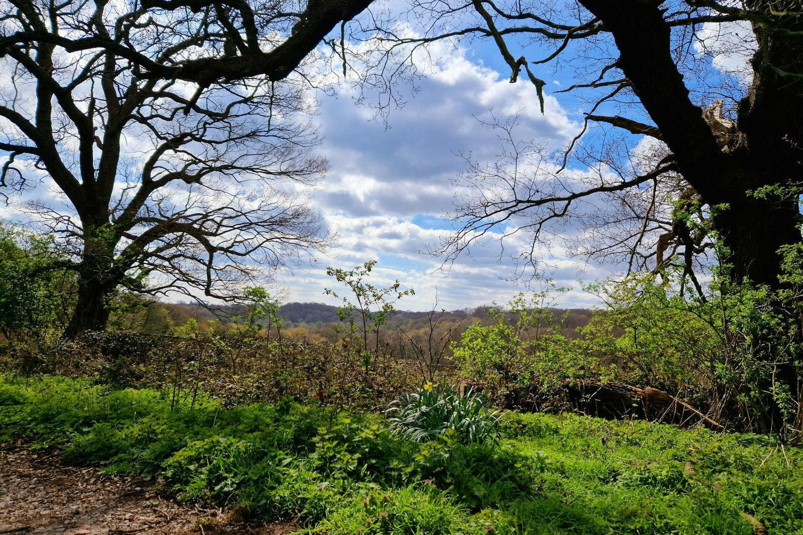 Woodland edge looking out over open countryside