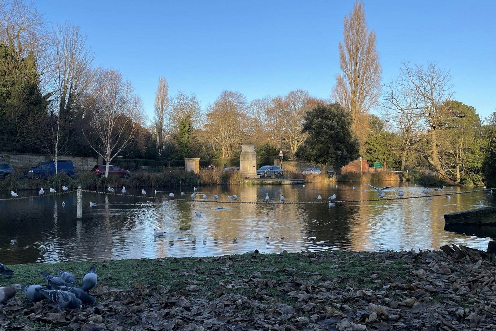 Park lake with ducks and bare winter trees