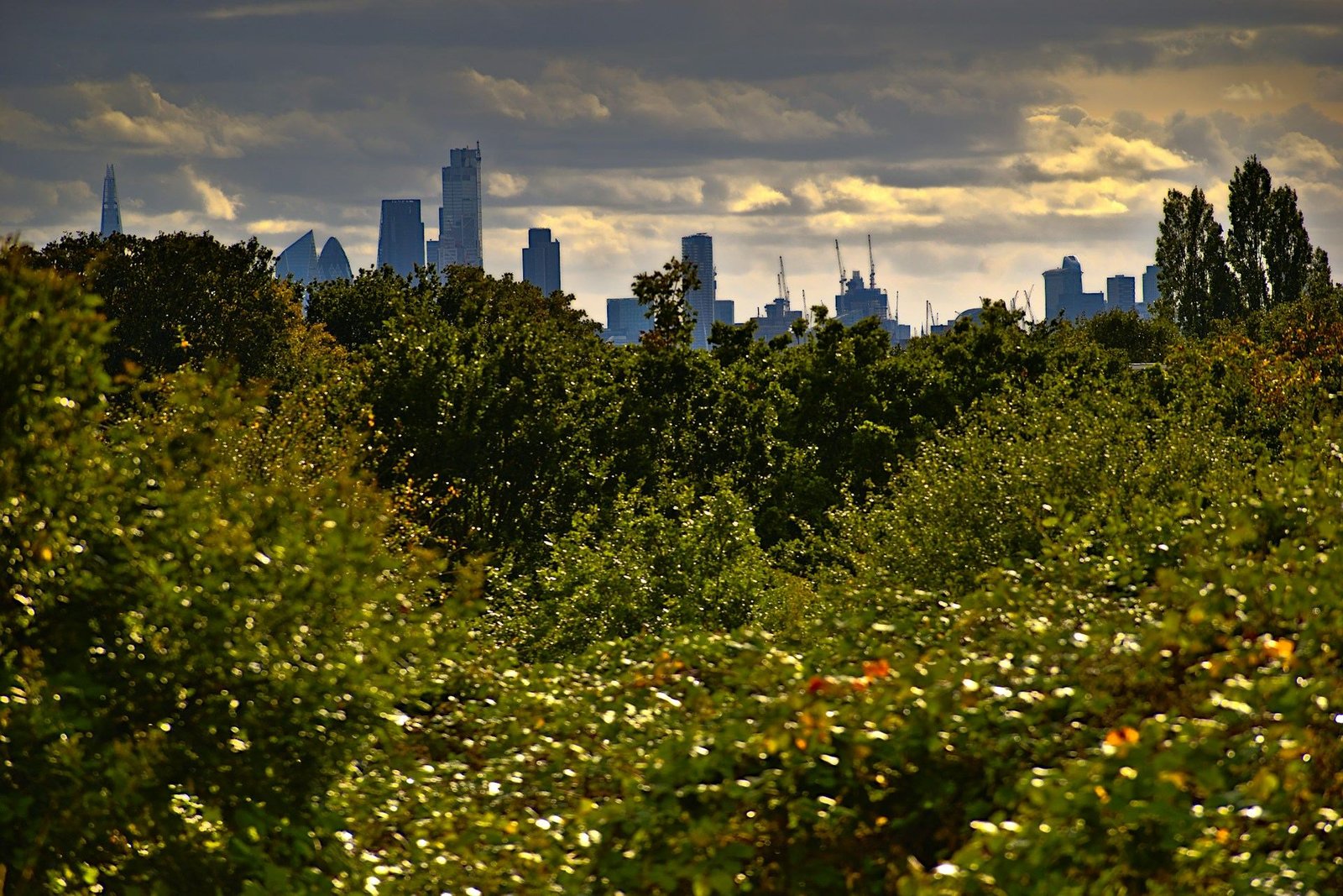 Green woodland with the City of London skyline behind