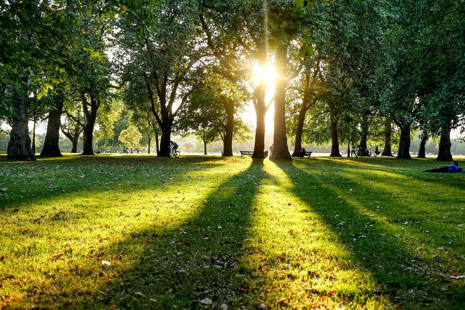Sunlight through tall trees in Hyde Park