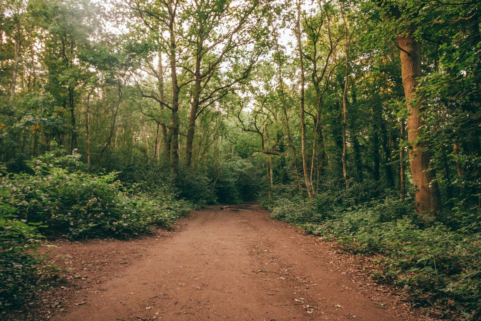 Woodland path through Wimbledon Common